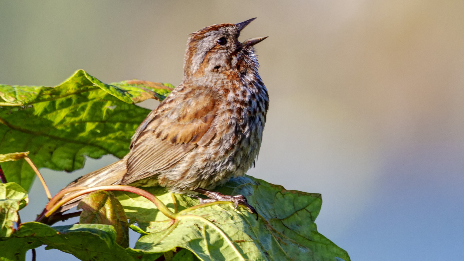 Listening To Birdsongs Can Boost Your Mood, But The Effects Are Undone By Traffic Noise