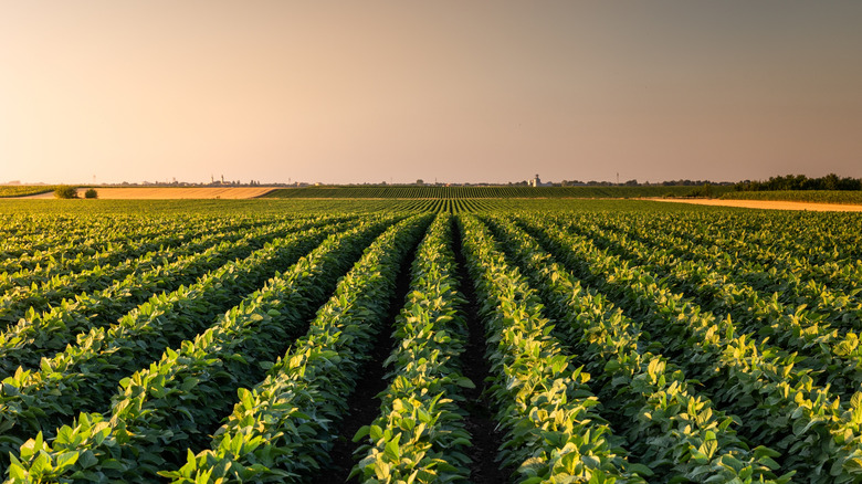 Rows of soybean plants on farm at sundown