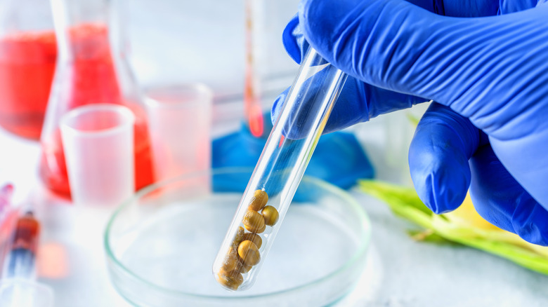 A hand in a blue glove holding soybeans in test tube