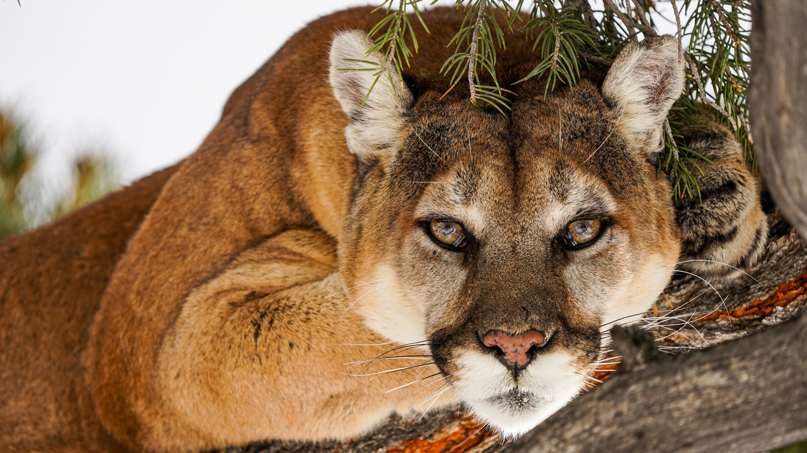 More Big Cats In Your Area Could Reduce Deer-Induced Car Crashes By Nearly 76 Percent