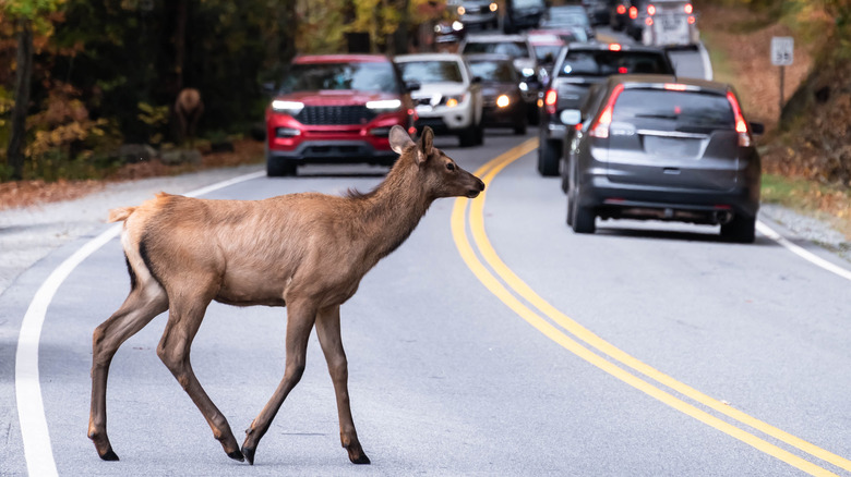 A deer crossing a curved road with lots of traffic around it.