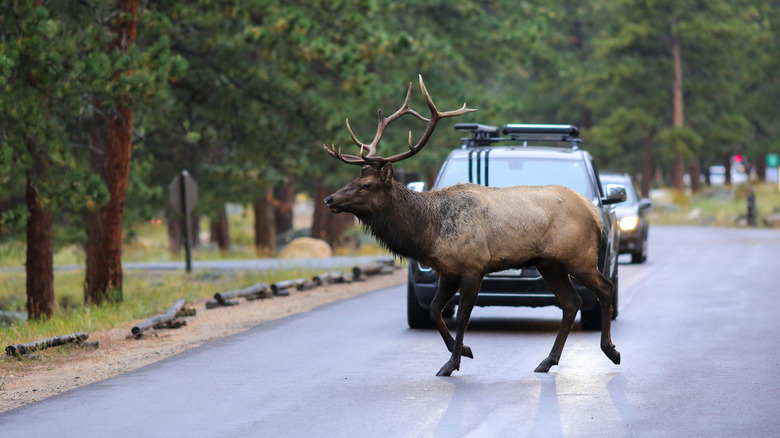 A bull elk in front of traffic in Colorado.