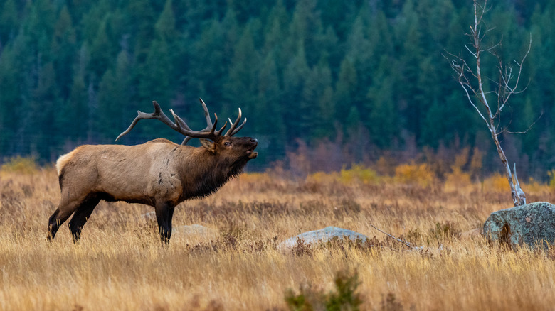 An elk in Colorado bugling during rutting season.