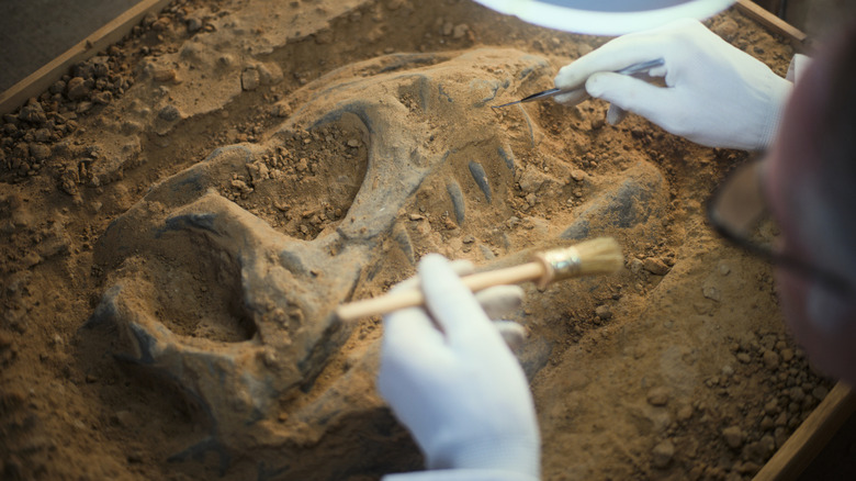 A dinosaur fossil being carefully unearthed