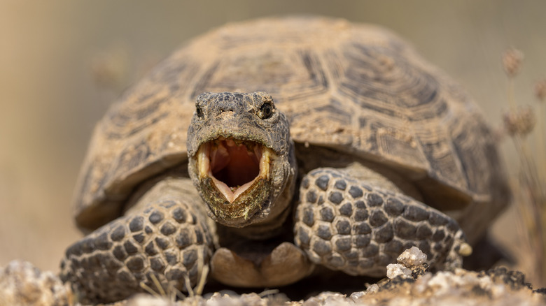 CHIRIACO SUMMIT, CALIFORNIA - APRIL 25: A desert tortoise (Gopherus agassizii), which was listed as threatened in 1990 and lives for roughly 50 to 80 years, yawns in the proposed Chuckwalla Mountains National Monument on April 25, 2024 near Chiriaco Summit, California. About one thousand square miles of desert are to be protected by the proposed 627,855-acre Chuckwalla Mountains National Monument plus a 17,000-acre expansion of the nearby, increasingly crowded, Joshua Tree National Park. The proposal is unique in that it gives Indigenous tribes the power to co-manage Chuckwalla Mountains National Monument alongside the federal Bureau of Land Management. The boundaries consist include huge pristine desert wilderness areas, hundreds of miles of Jeep trails, and is home to endangered and threatened animals such as desert tortoises and desert bighorn sheep. Sacred indigenous lands and ancient rock art as old as10,000 years would have increased protections