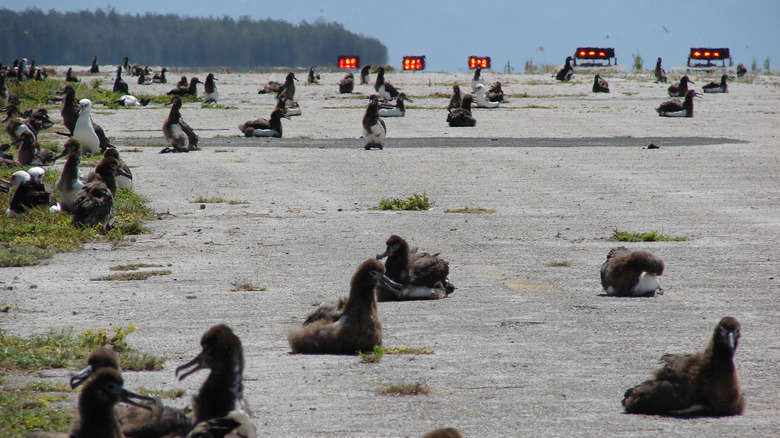 Albatrosses sitting on abandoned runway at Henderson Field