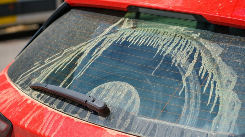 A red car's rear window covered in pollen and dust