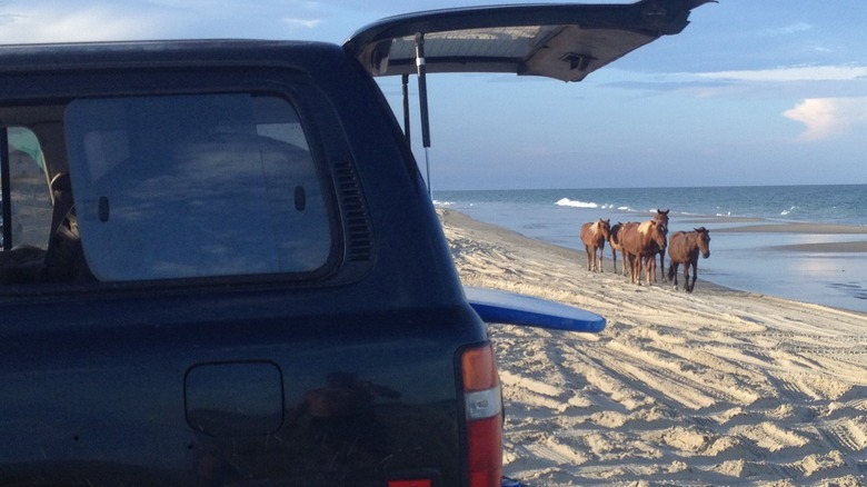 Horses walking near Land Cruiser on Corolla Beach, NC.