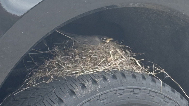 Bird news on a Ford F-250