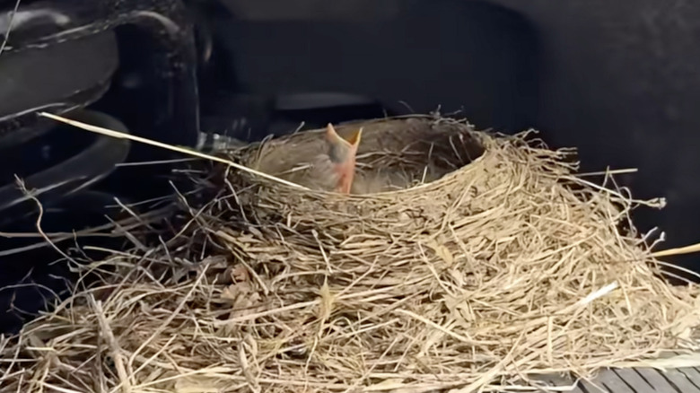Bird news on a Ford F-250