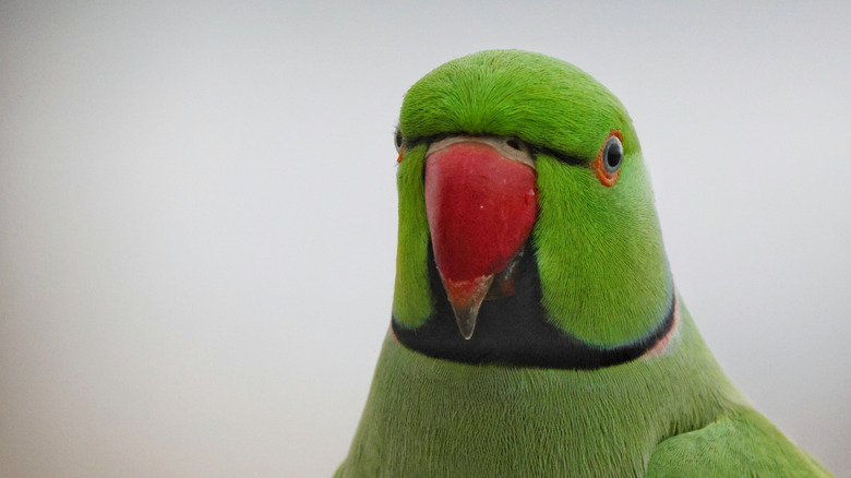This rose-ringed parakeet is staring down its next automotive victim.