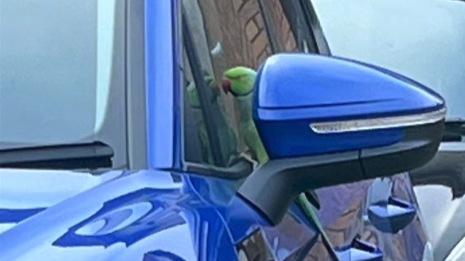 Rogue Parakeet Carries Out Potentially Unstoppable