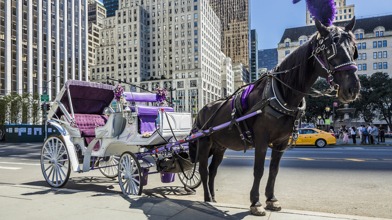 A horse-drawn carriage in New York City's Central Park