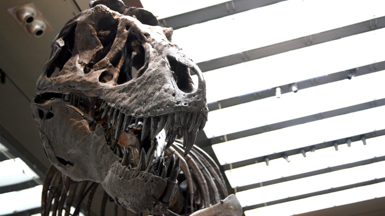 "Thomas the T. rex" glowers down at visitors to the Natural History Museum in Los Angeles