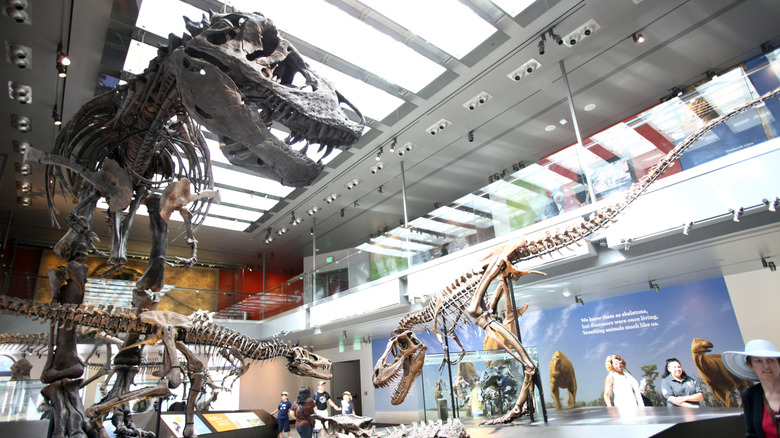"Thomas the T. rex" on display with younger Tyrannosaur skeletons at the Natural History Museum in Los Angeles