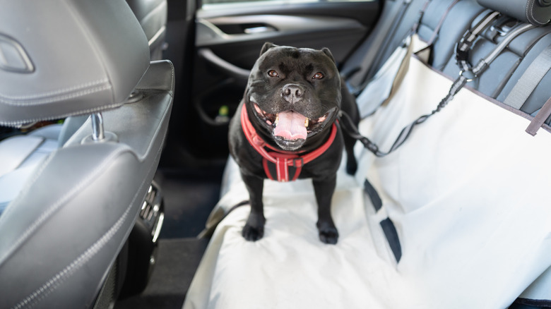 A cute bull terrier on the rear seats of a car covered with a pet hammock for added protection.