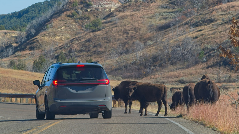 Car avoiding a bison herd in North Dakota