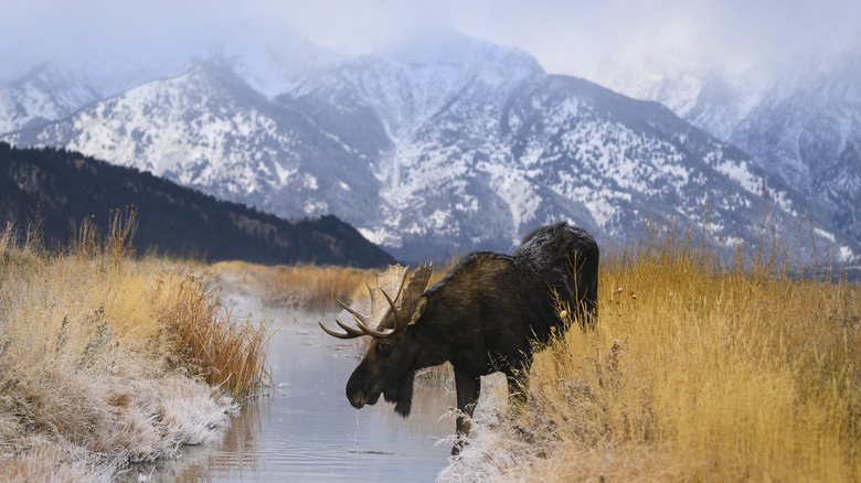 A moose at a stream in Grand Teton National Park
