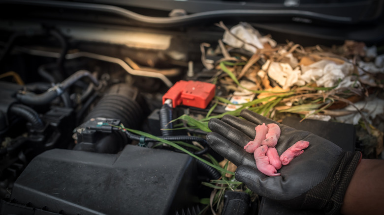 baby mice pulled from car's engine bay