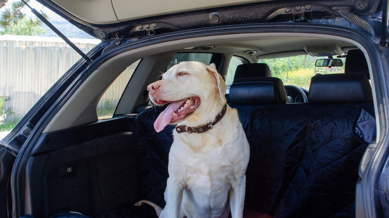 A happy dog in the back of an SUV