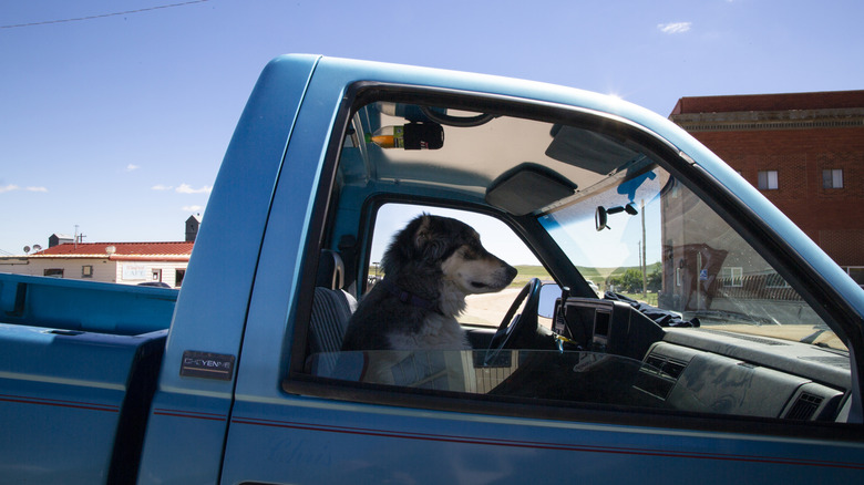 A dog patiently waiting for its owner to return in a vintage blue Chevrolet pickup truck