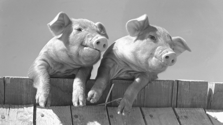 Two piglets leaning over a wooden fence