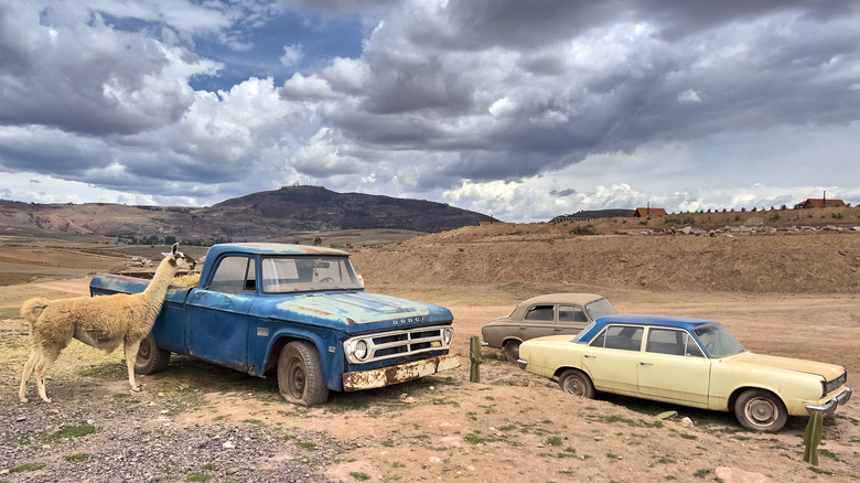 MARAS, PERU - NOVEMBER 4: A llama eaty hey from the back of a rusty blue pickup, next to vintage cars on a dusty highland plain at Maras on November 4, 2025 in Sacred Valley, Peru. (Photo by Peter Schatz/Getty Images)