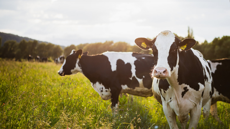 A few black and white cows standing in some tall meadow grass in the golden light.