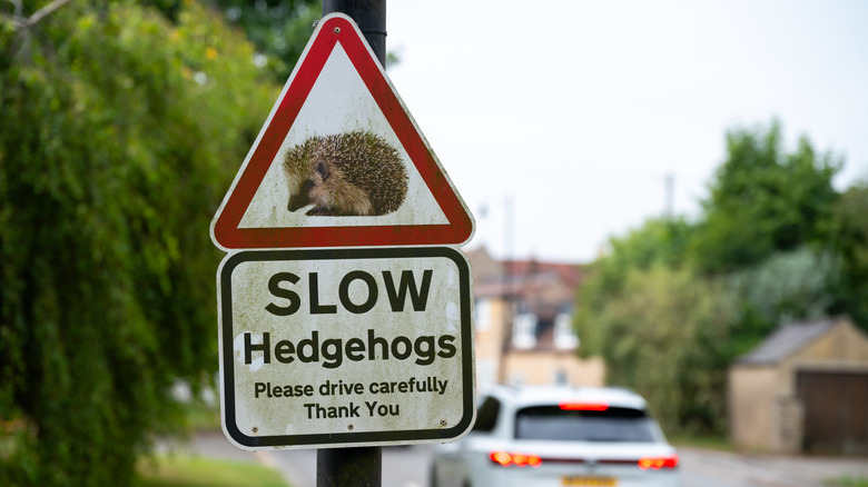 SHIPSTON-ON-STOUR, ENGLAND - JULY 23: A road warning triangle "Please drive carefully" sign warns traffic to slow down because of hedgehogs on July 23, 2025 in Shipston-on-Stour, United Kingdom.