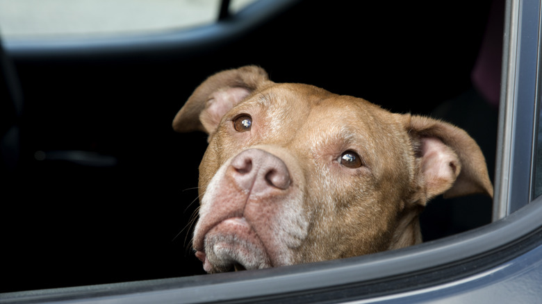 a sweet little brown baby pit bull looking out the widow