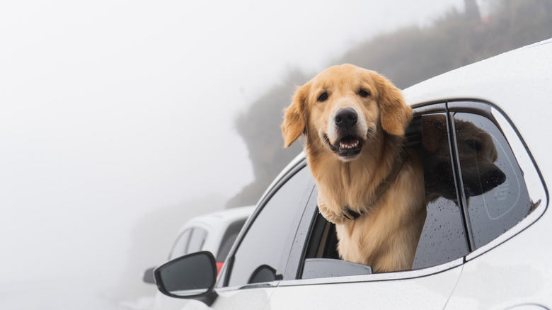 A gold retriever sticking its head out a widow