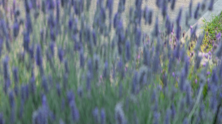 A front three quarters shot of a gray Sienna parked on a suburban street next to grass and behind lavender  flowers