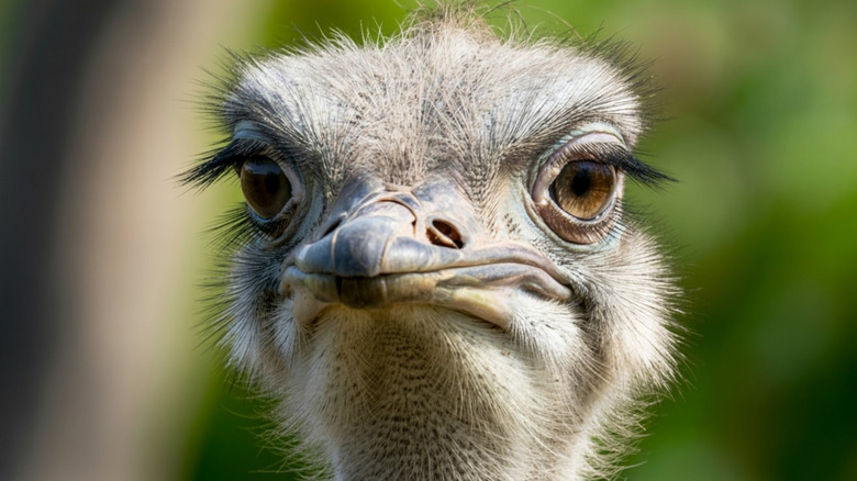 Close up portrait of ostrich face