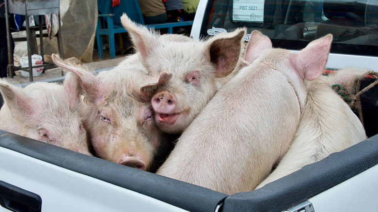pigs in a pickup