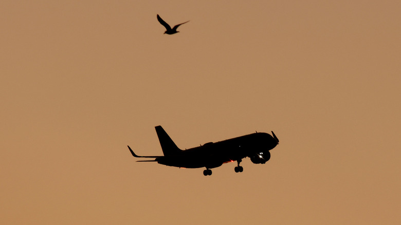 A plane silhouetted against the early morning light
