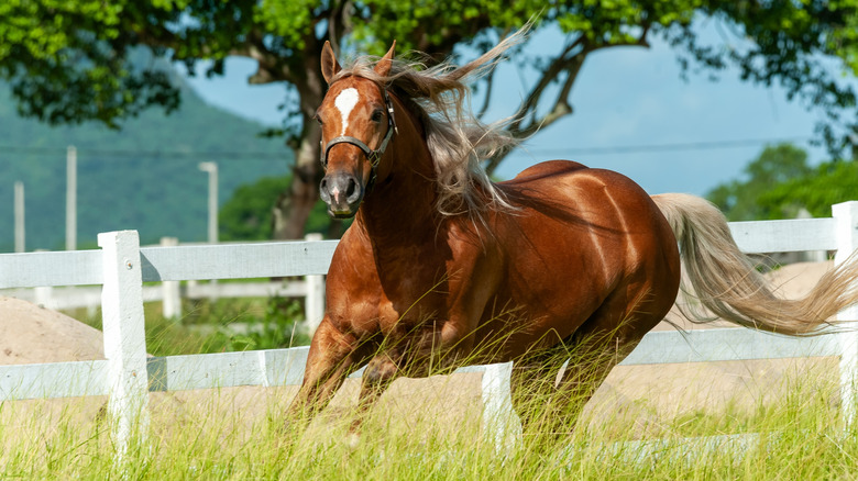 Chestnut Horse Running in Green Pasture with Flowing Mane