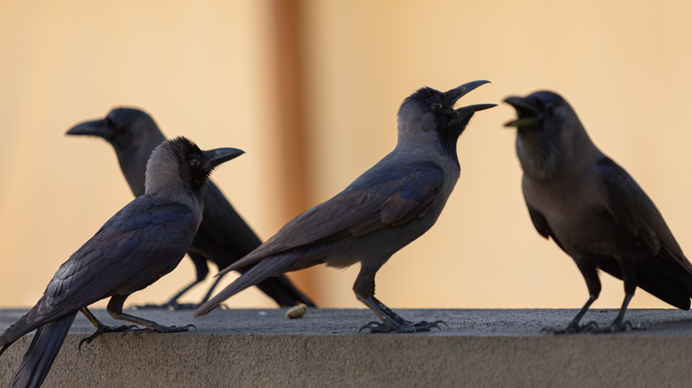 a flock of crows, black crows