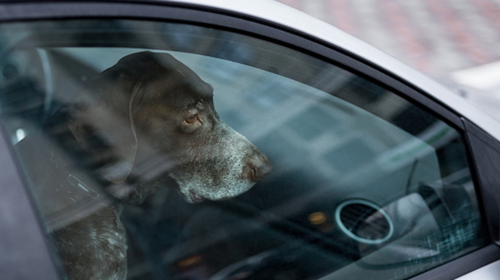These US states let you legally break a car window to rescue a dog from the heat