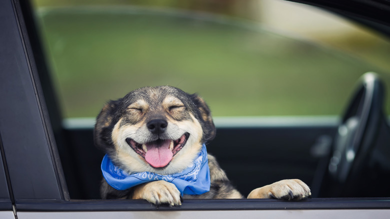 A happy dog in car with window rolled down