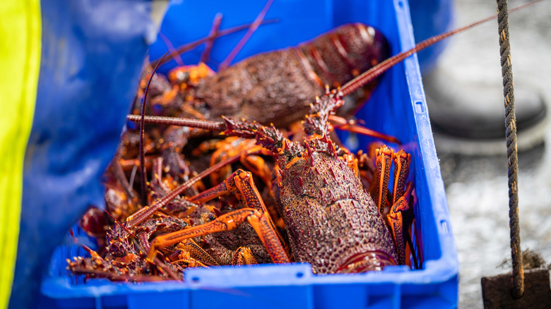 Lobsters in a bucket being weighed on a scale