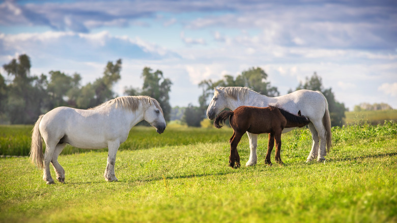 Percheron horses standing in a field