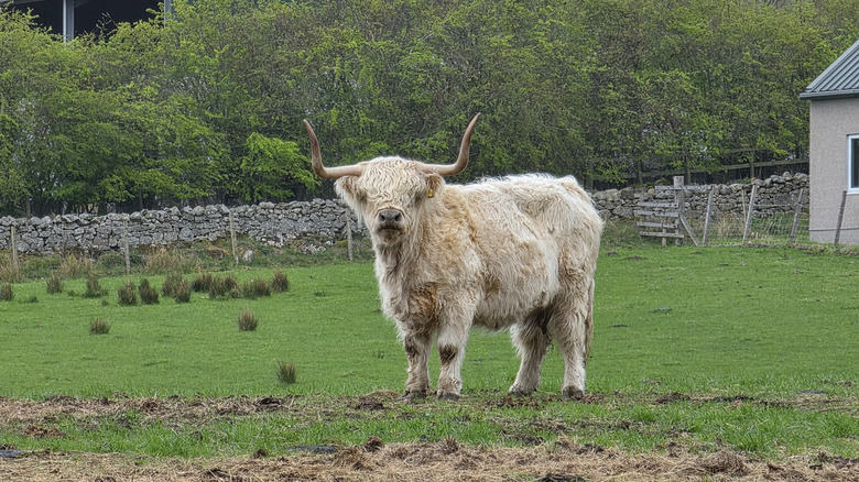 A white Highland cow on a farm