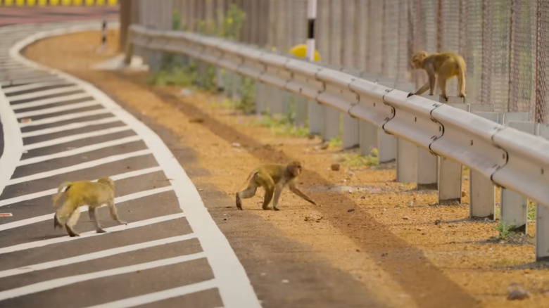 A group of three monkeys roaming near the side of a highway road.