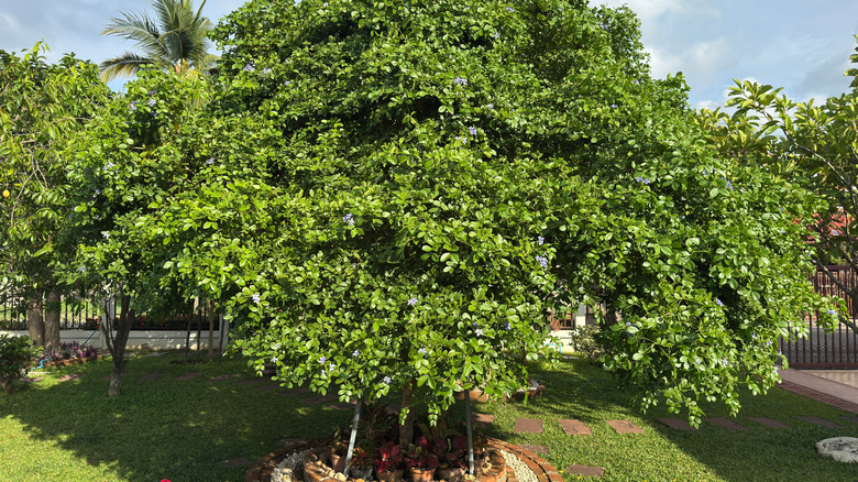 A lignum vitae tree with flowers in bloom