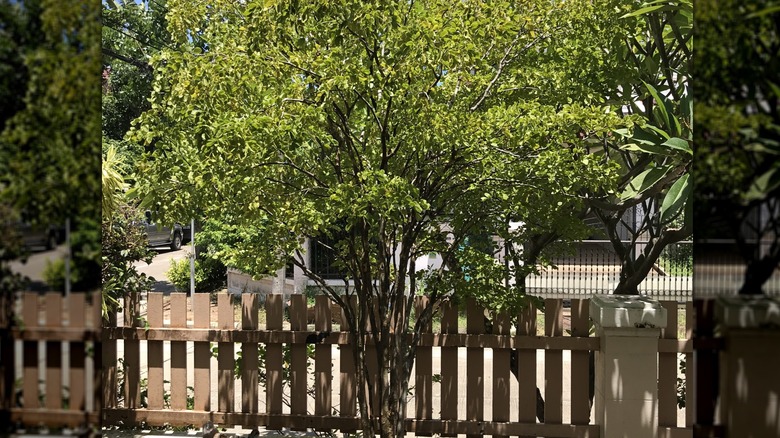 A young lignum vitae tree standing by a fence