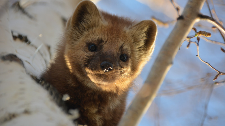 Brown forest sable hides on a high birch in the Siberian forest and looks down at the ground, fluffy and very cute