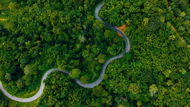 A winding road snakes through trees.