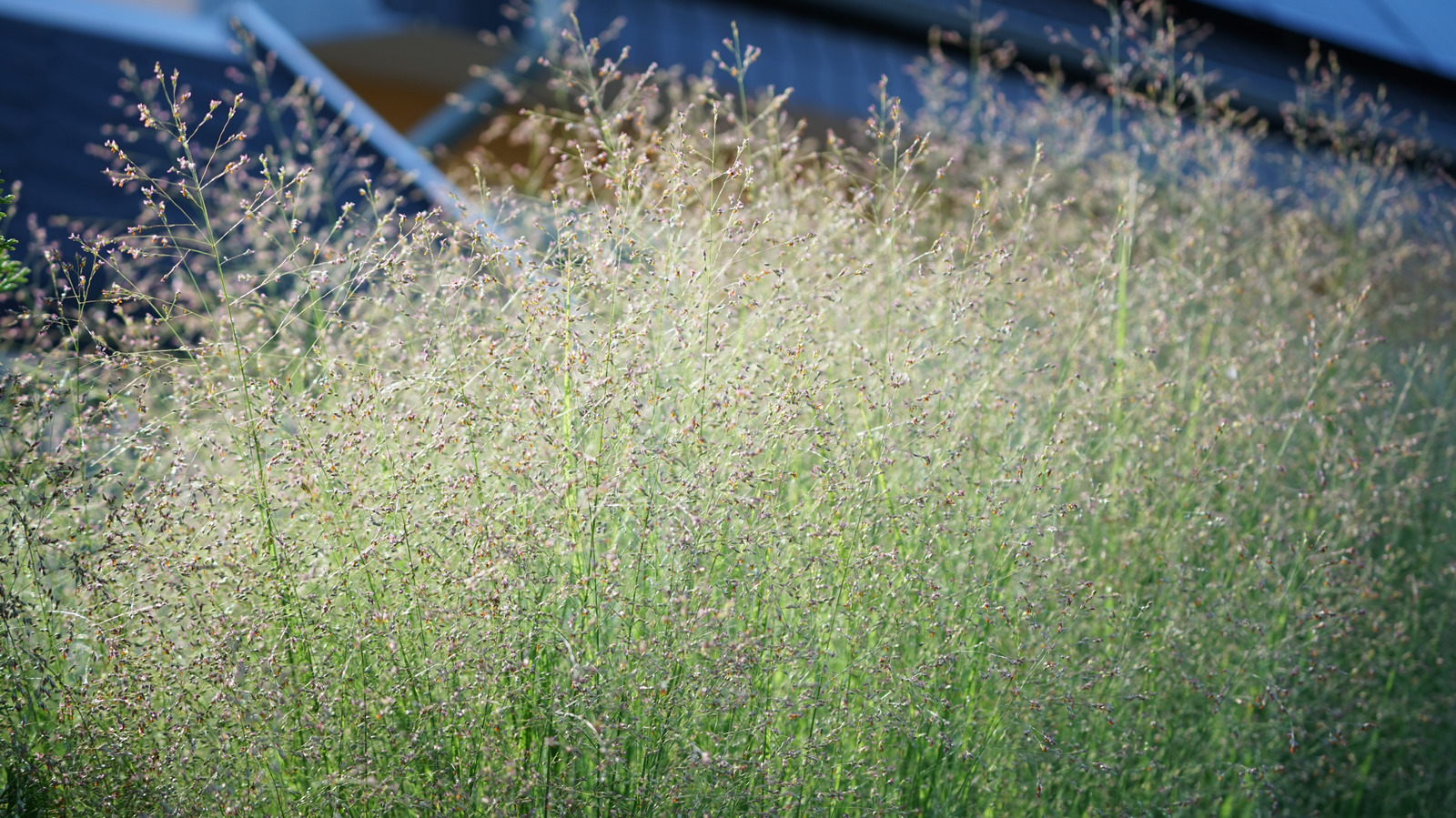 University Of Tennessee Gets Major Funding To Make Car Parts Out Of Grass