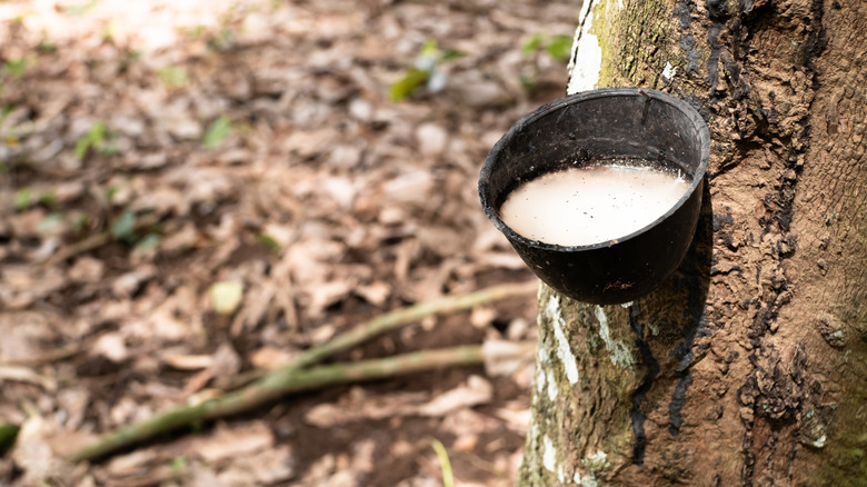 The white sap of a rubber tree in a catch bowl on the tree