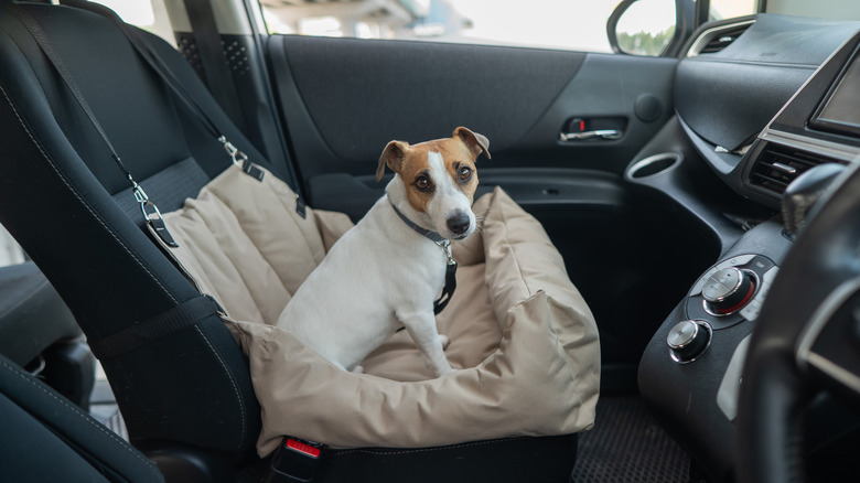 Dog in a car